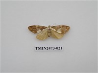 藏品(褐白豔苔蛾)的圖片